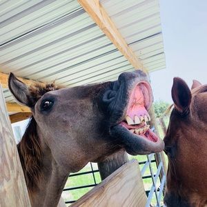 Meet your Posher, Reagan